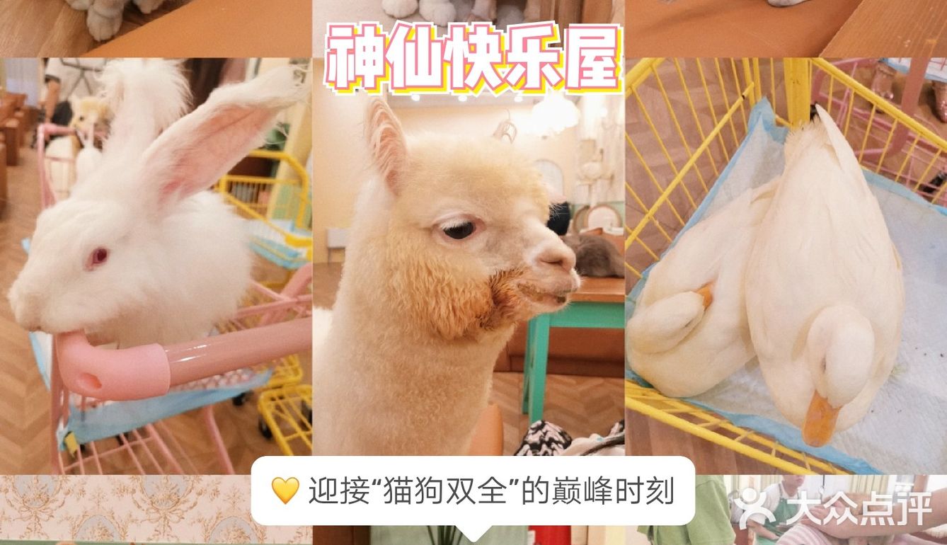 长沙萌宠集合店,一次性撸6种动物20个品种
