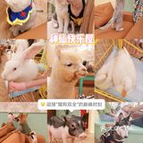 长沙萌宠集合店,一次性撸6种动物20个品种