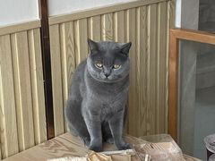 -Catmate·猫肥家润(金润铂宫店)