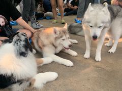 -TrueLove @ Neverland (Husky Cafe)