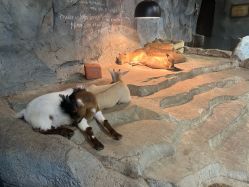 -Zoolung Zoolung动物主题公园(海信广场店)