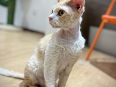 -1013 PET SHOP精品宠物商店(丁香店)