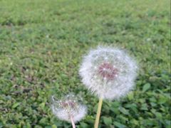-黑龙江省森林植物园