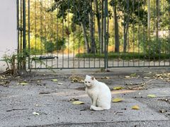 -三里屯东五街银杏大道
