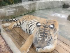 -海南热带野生动植物园