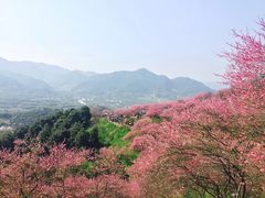 -新建村梅花