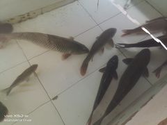 -金台阶鱼馆(于桥水库店)