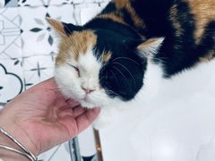 -Let's go狗咖·猫咖·奶狗·桌游(春熙路IFS店)