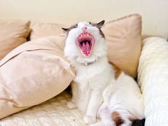 -柚子猫舍·精品猫舍购猫·猫咪认养·购宠·宠物店