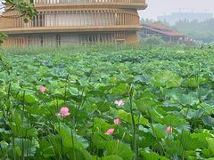 -荷塘月色湿地公园·向阳花洲