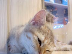 -屋虎猫馆(宝安大仟里店)
