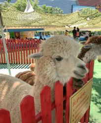 -萌宠亲子动物乐园(槐房万达店)