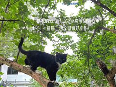 -洛阳白云山景区