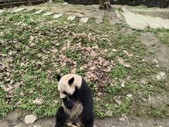 -都江堰中华大熊猫苑