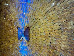 -上海昆虫博物馆