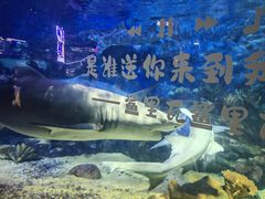 -烟台海昌鲸鲨海洋公园