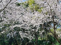 -苏州上方山国家森林公园