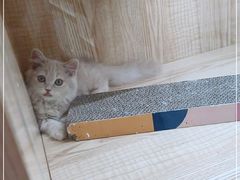 -山宅一喵德文卷毛猫舍