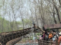 -北京野生动物园