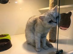 -李小姐の猫咖啡馆(五角场店)