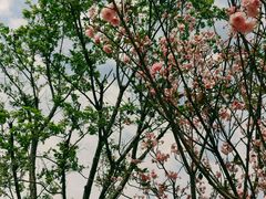 -天适樱花悠乐园