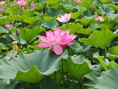 -莲花池公园