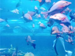 -日照世帆赛基地