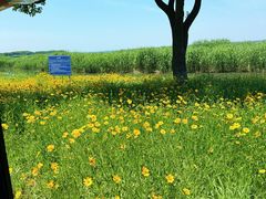 -七的湖·晚芳亭·阳澄湖农家菜·大闸蟹(莲花岛店)