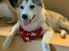 -Husky Go! 哈士奇体验馆·宠物咖啡厅狗咖