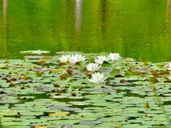 -白鹭湾湿地公园