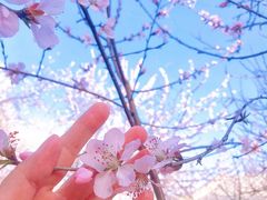 -桃花堤公园