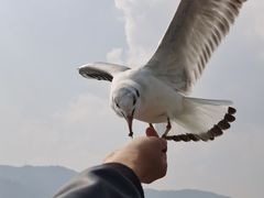 -海埂大坝