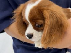 -宠颐生猫科·内科皮肤科(西平世纪城店)