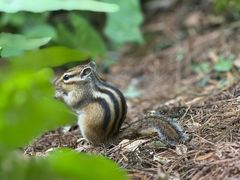 -五营红松林海景区