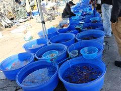 -中环花鸟鱼虫市场