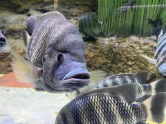 -上海海洋水族馆