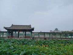 -莲花池公园