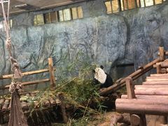 -深圳野生动物园