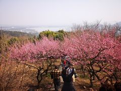 -香雪海