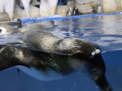 -太平洋海底世界