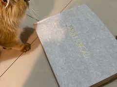 -JIMMY CHOO(德基广场店)