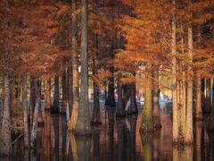 -白鹭湾湿地公园