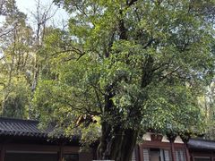 -九曲溪竹筏码头