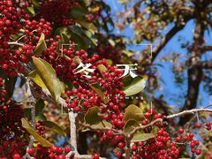 -中国科学院华南植物园