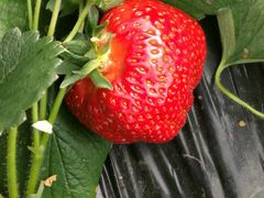 -上海多利农业发展有限公司