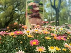 -上海共青森林公园