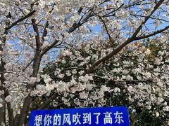 -高东镇樱花园