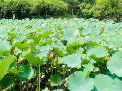 -上海醉白池公园
