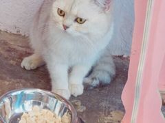 -喵屿·大理花园猫咖