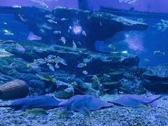 -海合安武汉极地海洋公园